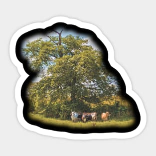 cows Sticker